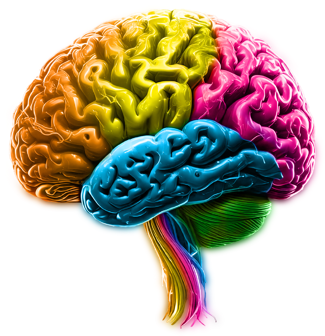 Brain