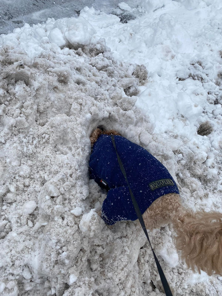 Teddy in snow