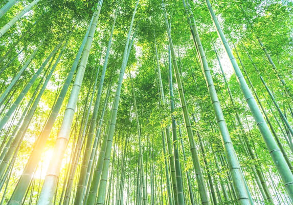 bamboo trees