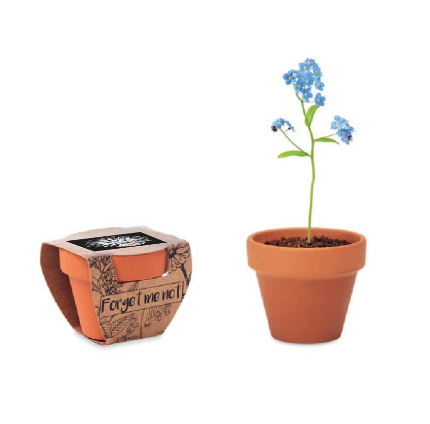 Forget Me Not Plant