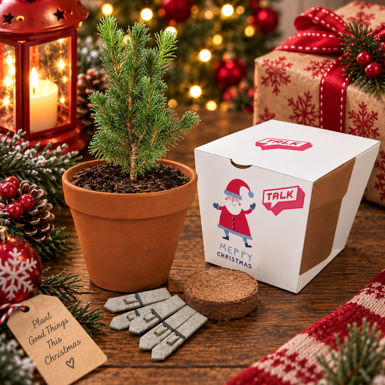 Christmas Tree Growing Kits