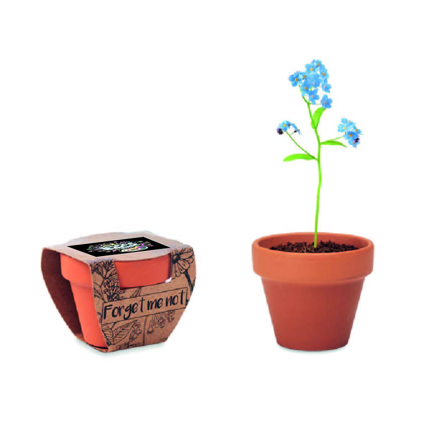 Forget Me Not Plant