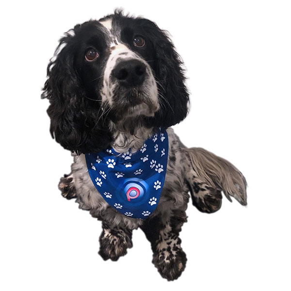 Dog Bandana