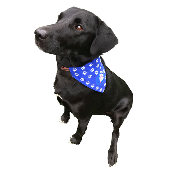 Dog Bandana